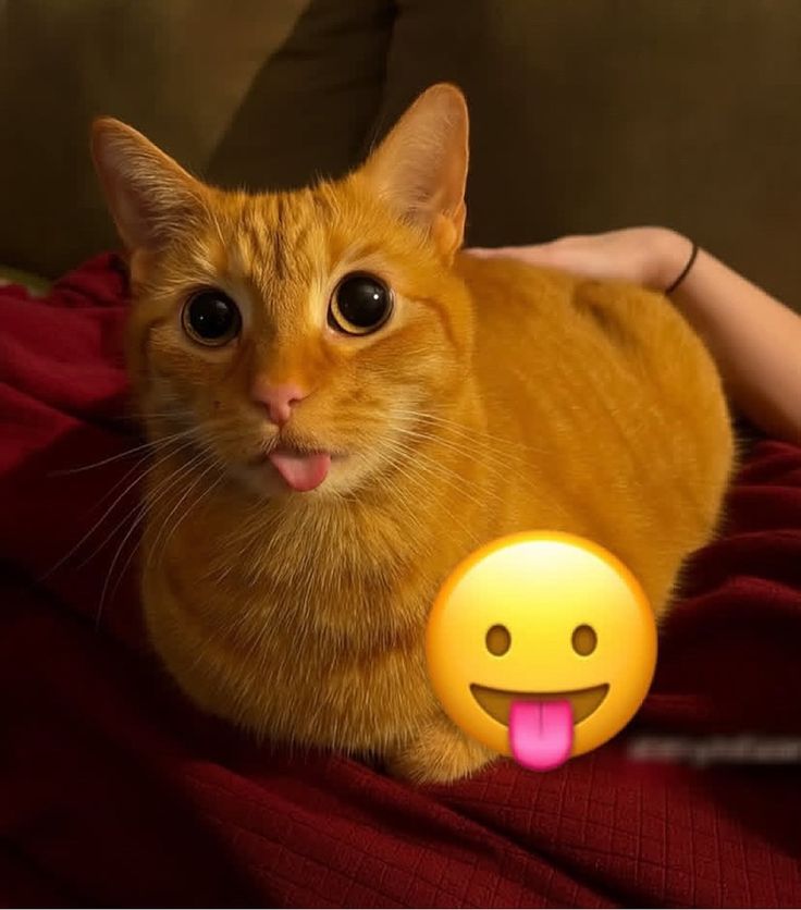 DANIK