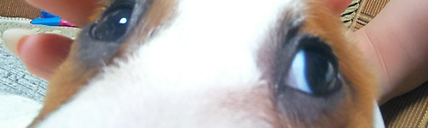 Обложка профиля Александр Великолепный