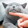 Happy Cat