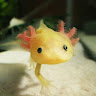 Axolotl YT