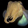 КАРАКАТИЦА ВОДНАЯ
