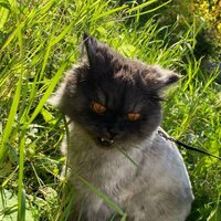 Аватар: Даниил Бабошин